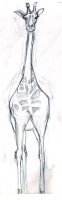 https://www.branjofarms.com/files/gimgs/th-45_45_giraffefront.jpg