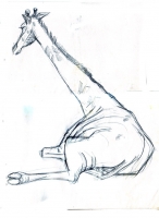https://www.branjofarms.com/files/gimgs/th-45_45_giraffesketch1.jpg
