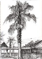 https://www.branjofarms.com/files/gimgs/th-45_45_palmtree.jpg