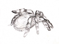 https://www.branjofarms.com/files/gimgs/th-45_45_tarantulasketch.jpg