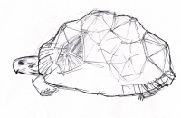 https://www.branjofarms.com/files/gimgs/th-45_45_turtlesketch.jpg