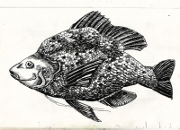 https://www.branjofarms.com/files/gimgs/th-48_48_fish.jpg