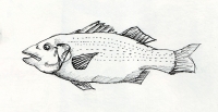 https://www.branjofarms.com/files/gimgs/th-48_48_fish2_v2.jpg