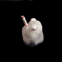 https://www.branjofarms.com/files/gimgs/th-49_49_007-ii.jpg