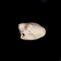 https://www.branjofarms.com/files/gimgs/th-49_49_021-iii.jpg