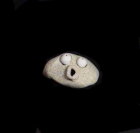 https://www.branjofarms.com/files/gimgs/th-49_49_039.jpg