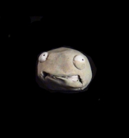 https://www.branjofarms.com/files/gimgs/th-49_49_063.jpg