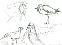 https://www.branjofarms.com/files/gimgs/th-65_65_birdpage1.jpg