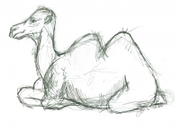 https://www.branjofarms.com/files/gimgs/th-65_65_camel.jpg