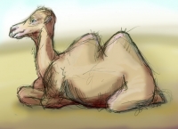https://www.branjofarms.com/files/gimgs/th-65_65_camelcolor.jpg