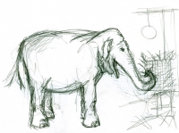 https://www.branjofarms.com/files/gimgs/th-65_65_elephant4.jpg