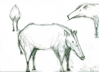 https://www.branjofarms.com/files/gimgs/th-65_65_hogs.jpg