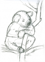 https://www.branjofarms.com/files/gimgs/th-65_65_koala3sketch.jpg