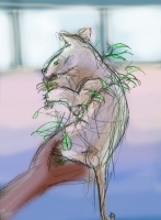 https://www.branjofarms.com/files/gimgs/th-65_65_koalacolor.jpg