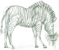 https://www.branjofarms.com/files/gimgs/th-65_65_zebra.jpg