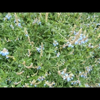 https://www.branjofarms.com/files/gimgs/th-6_6_bluebells.jpg
