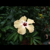 https://www.branjofarms.com/files/gimgs/th-6_6_coffeeblossom.jpg