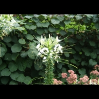 https://www.branjofarms.com/files/gimgs/th-6_6_fireworksuckle.jpg