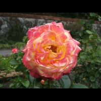 https://www.branjofarms.com/files/gimgs/th-6_6_floridamom.jpg