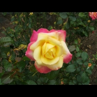 https://www.branjofarms.com/files/gimgs/th-6_6_floridasymmetry.jpg