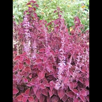 https://www.branjofarms.com/files/gimgs/th-6_6_magentafern.jpg