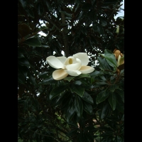 https://www.branjofarms.com/files/gimgs/th-6_6_magnolia.jpg