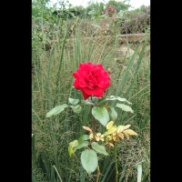 https://www.branjofarms.com/files/gimgs/th-6_6_neonrose.jpg