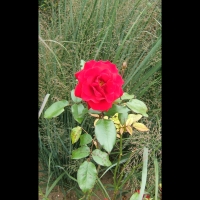 https://www.branjofarms.com/files/gimgs/th-6_6_neonrose2.jpg
