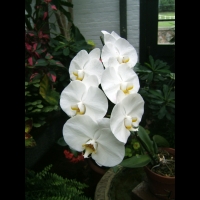 https://www.branjofarms.com/files/gimgs/th-6_6_nuncluster.jpg