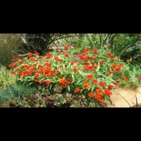 https://www.branjofarms.com/files/gimgs/th-6_6_orangecluster.jpg