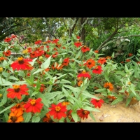 https://www.branjofarms.com/files/gimgs/th-6_6_orangeshellees.jpg
