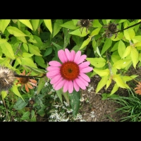 https://www.branjofarms.com/files/gimgs/th-6_6_pinkdaisy.jpg