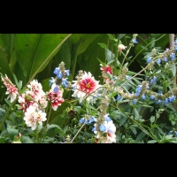 https://www.branjofarms.com/files/gimgs/th-6_6_pinkfacebluebells.jpg