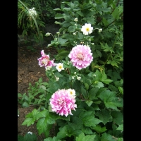 https://www.branjofarms.com/files/gimgs/th-6_6_pinklionsanddaisy.jpg
