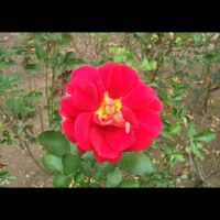 https://www.branjofarms.com/files/gimgs/th-6_6_redswirly.jpg