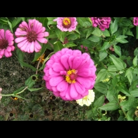 https://www.branjofarms.com/files/gimgs/th-6_6_superpink.jpg