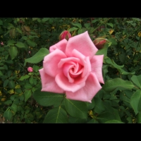 https://www.branjofarms.com/files/gimgs/th-6_6_triforcerose.jpg