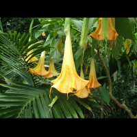 https://www.branjofarms.com/files/gimgs/th-6_6_yellowdresses.jpg