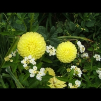 https://www.branjofarms.com/files/gimgs/th-6_6_yellowpompoms.jpg
